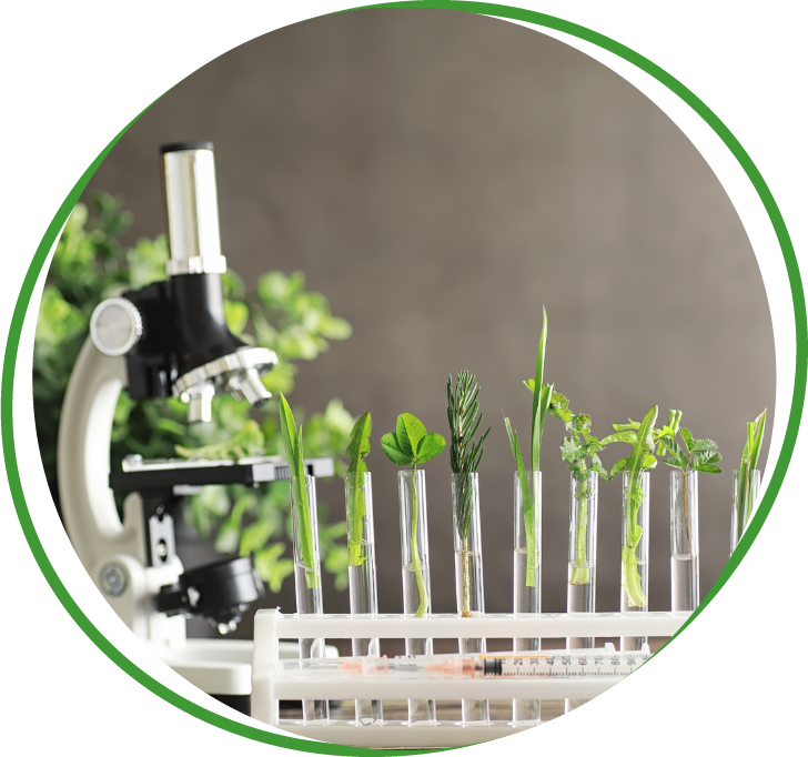 Naturheilkundliche Diagnostik mit Pflanzen und Mikroskop in der Praxis der Heilpraktikerin in Ahaus